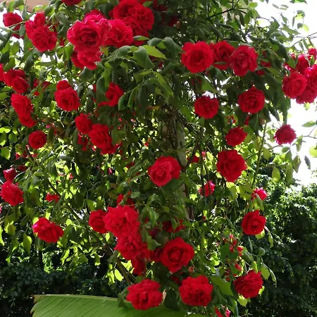 Excelsior ロカルノ